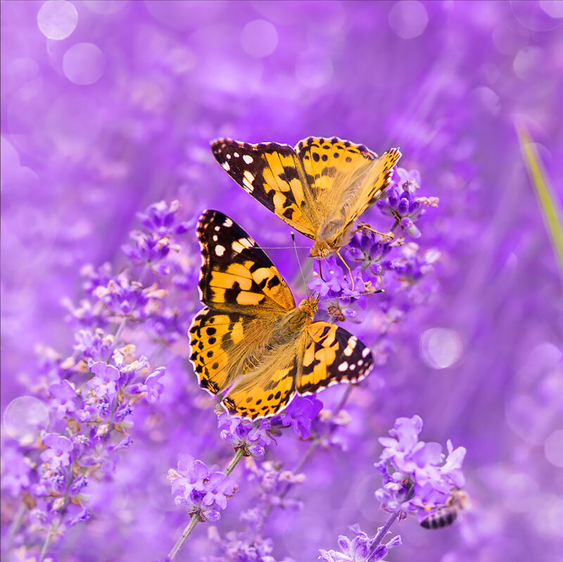 Two Butterflies on Lavender — Purple