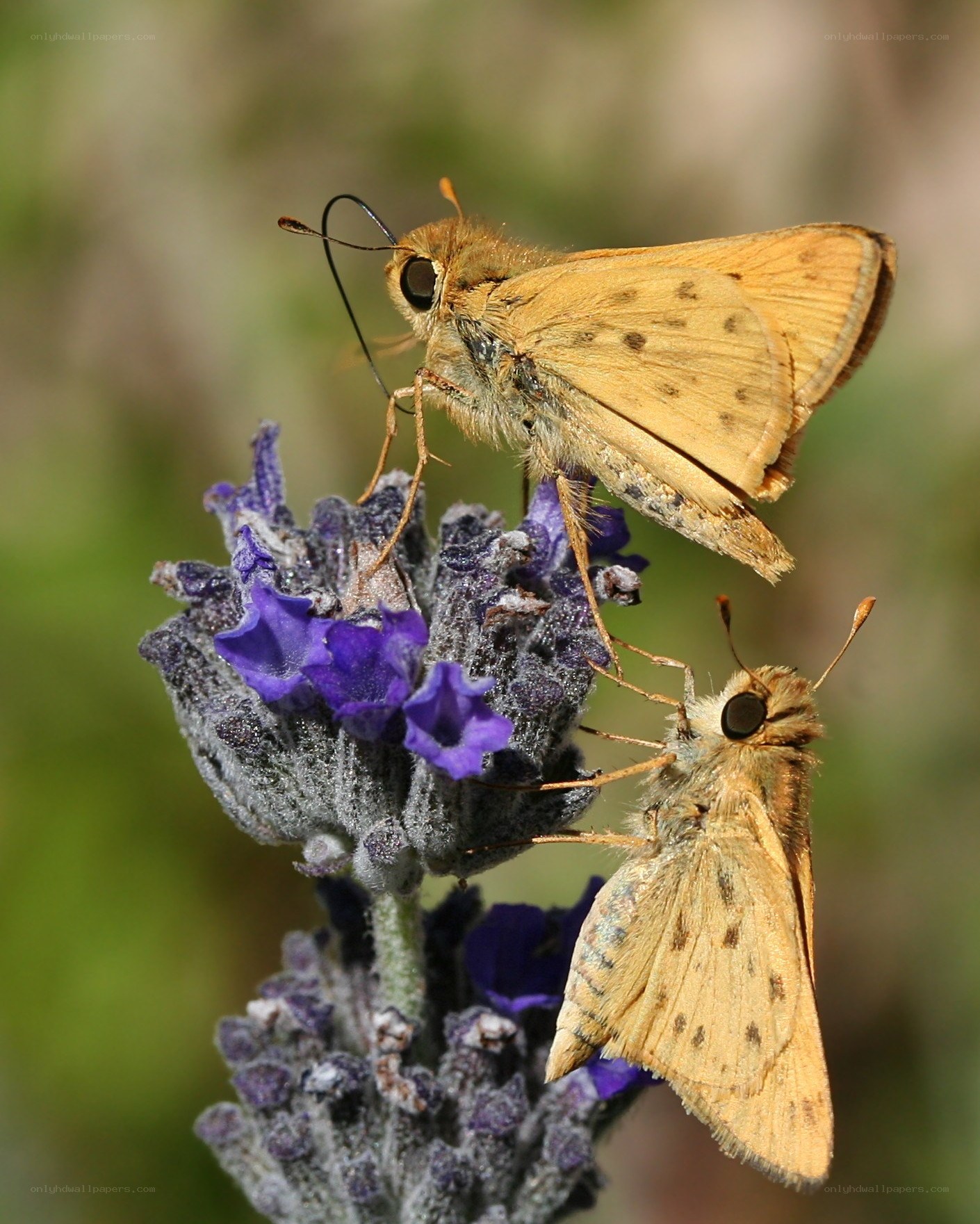 Two butterflies on lavender