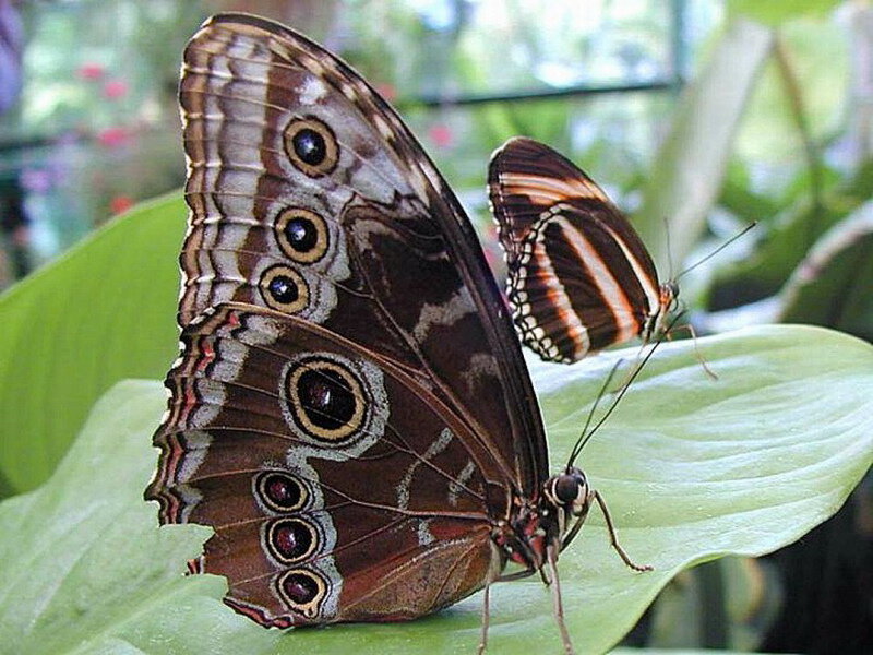 Two Butterflies on Leaf — Brown