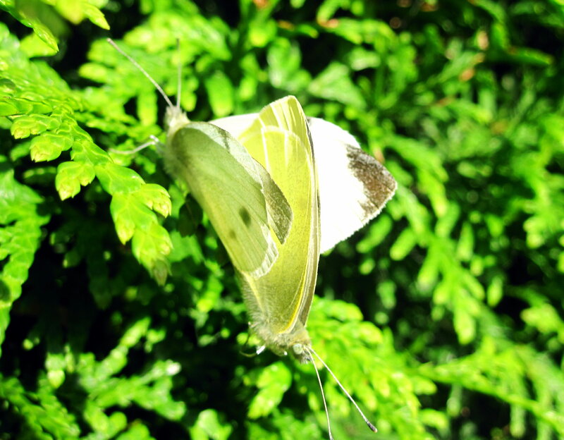Two Butterflies on Leaf — Green, Calm