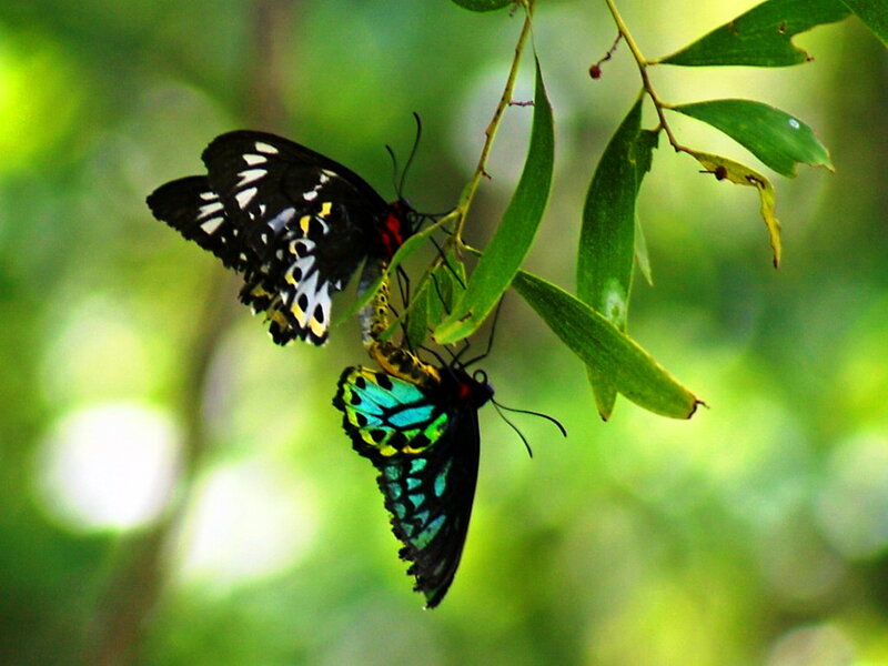 Two Butterflies on Leaf — Green, Serene