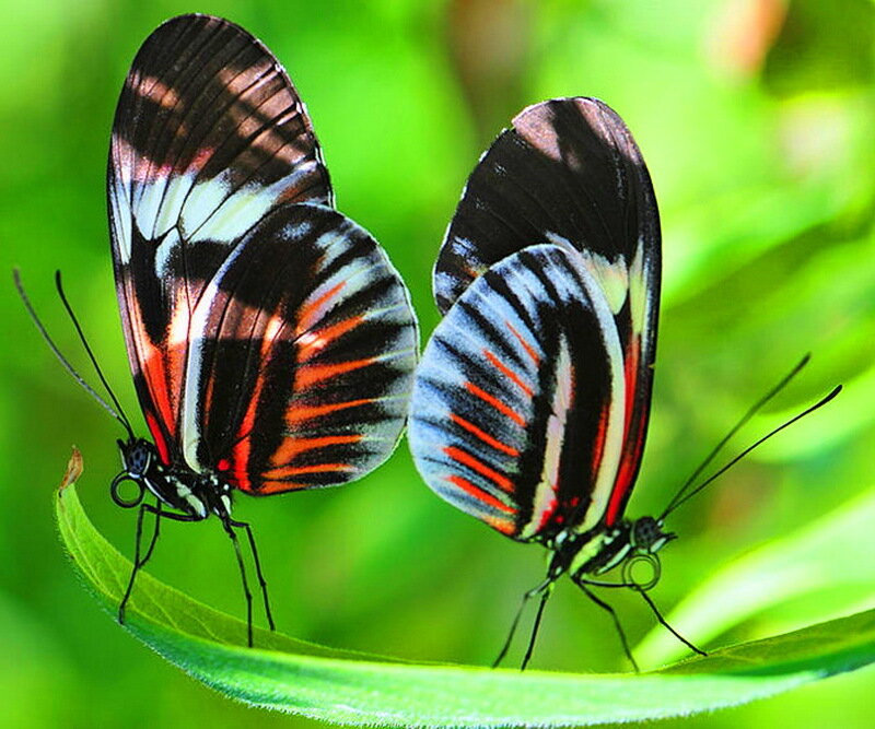 Two Butterflies on Leaf — Green