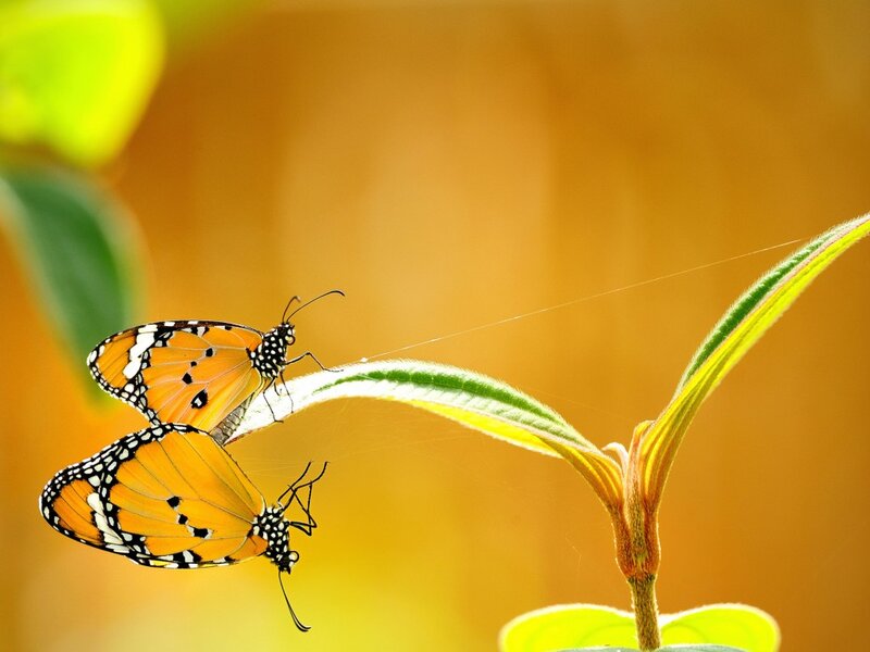 Two Butterflies on Leaf — Orange