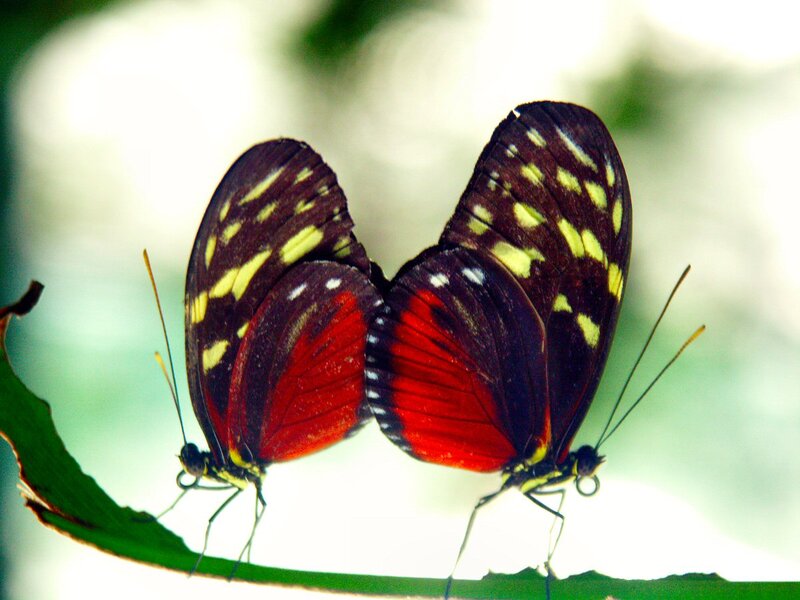 Two Butterflies on Leaf — Red, Calm