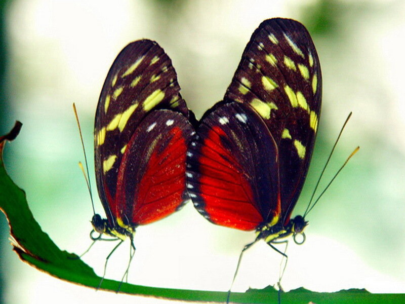 Two Butterflies on Leaf — Red