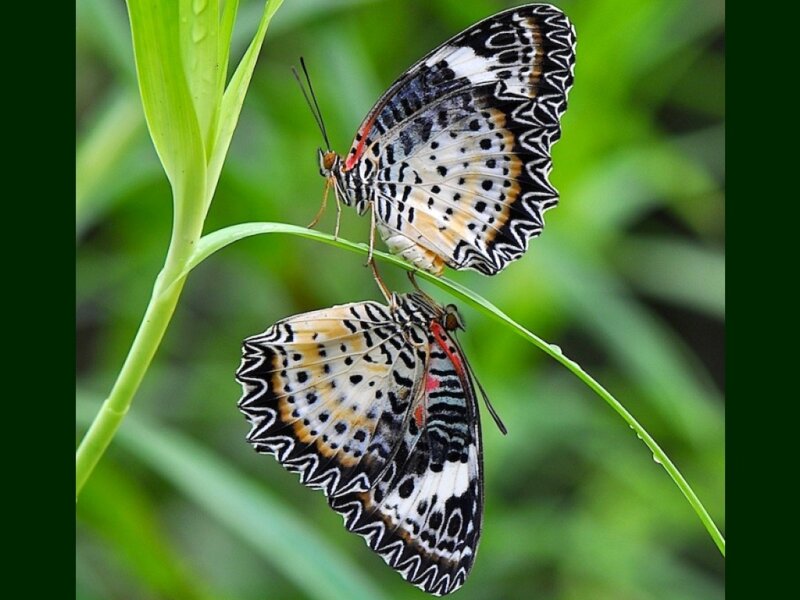 Two Butterflies on Leaf