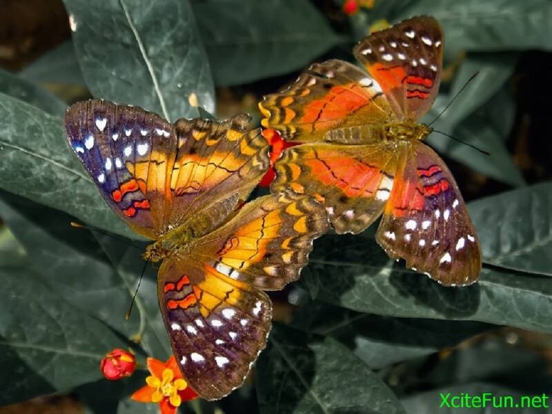 Two Butterflies on Leaves — Green, Natural, Photograph