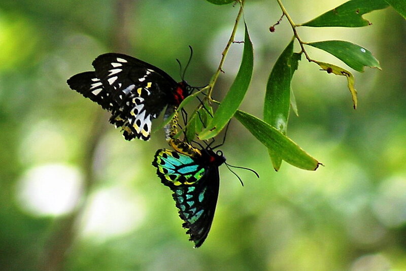 Two Butterflies on Leaves — Green, Natural