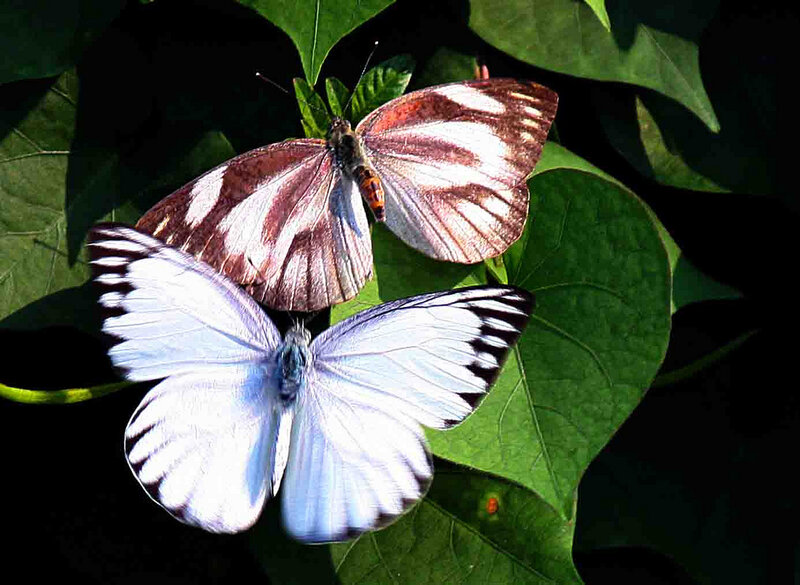 Two Butterflies on Leaves — Green