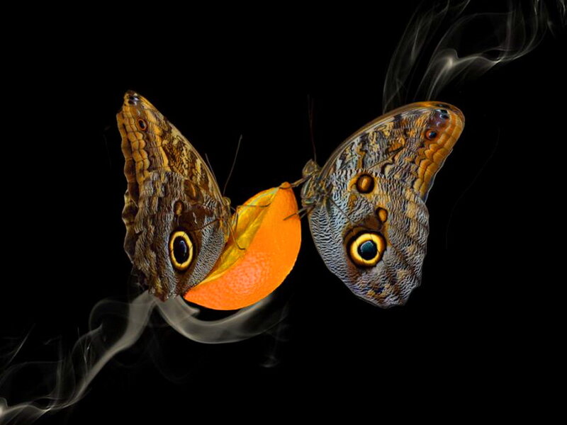 Two Butterflies on Orange