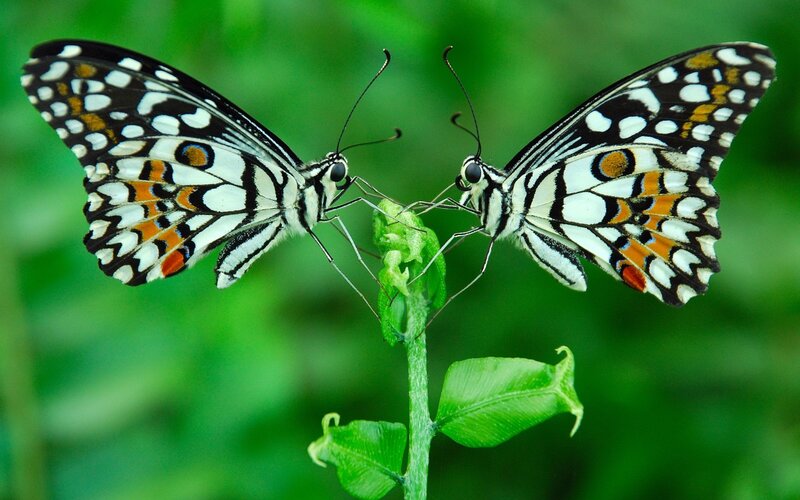 Two Butterflies on Plant — Green