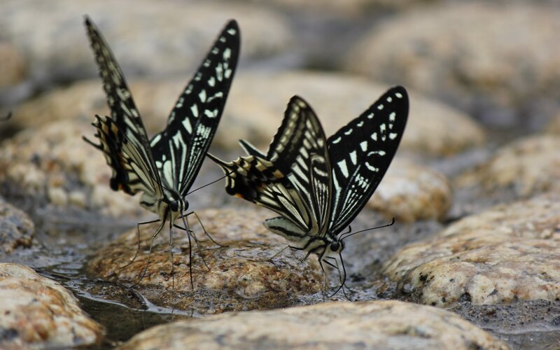 Two Butterflies on Rocks