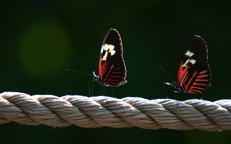 Two Butterflies on Rope