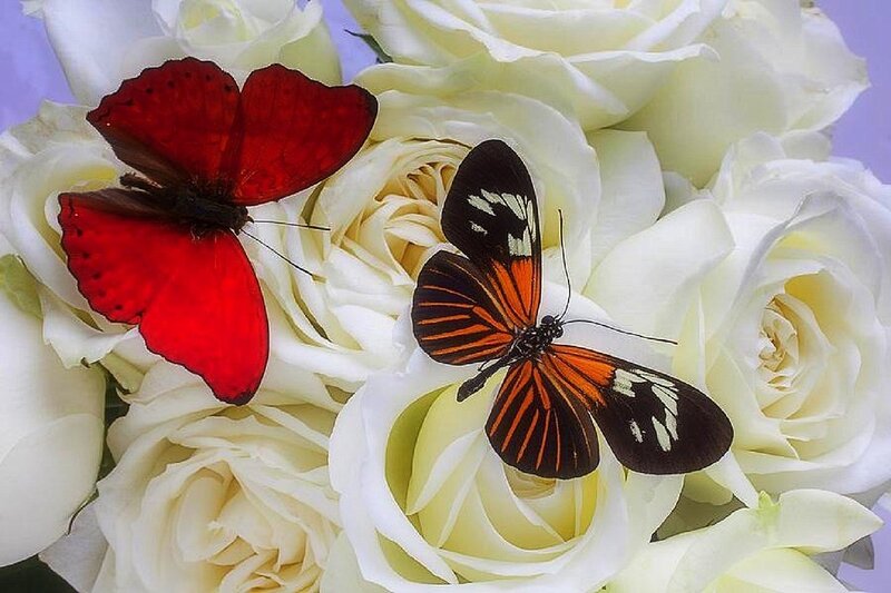 Two Butterflies on Roses — Red