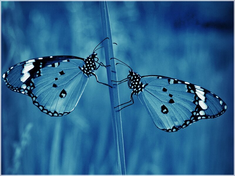 Two Butterflies on Stem — Blue