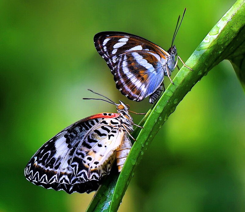 Two Butterflies on Stem