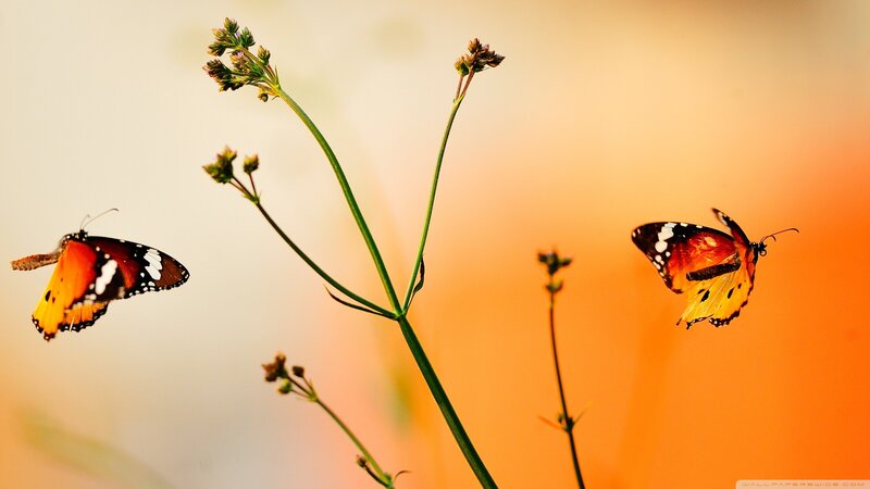 Two Butterflies on Stems