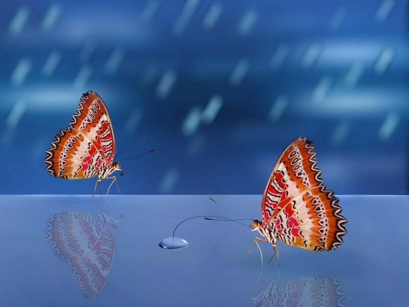 Two Butterflies on Surface — Blue