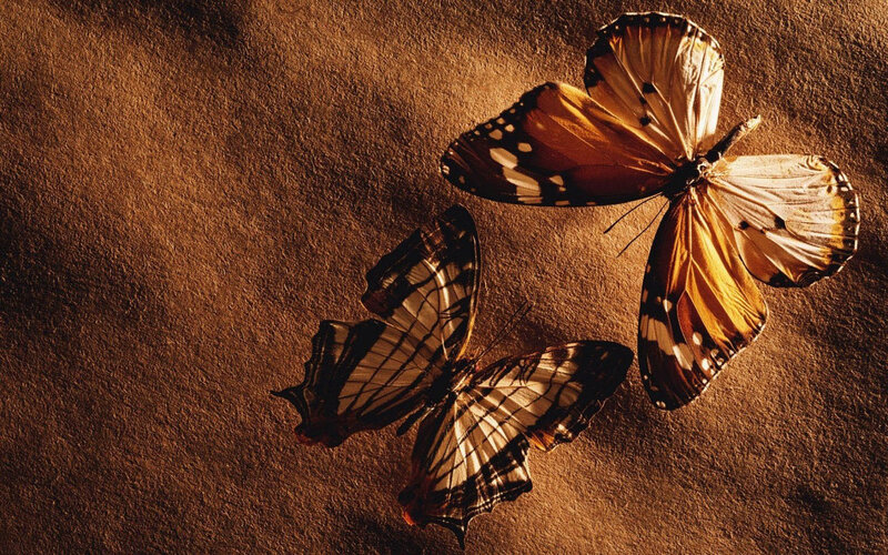 Two Butterflies on Surface — Brown