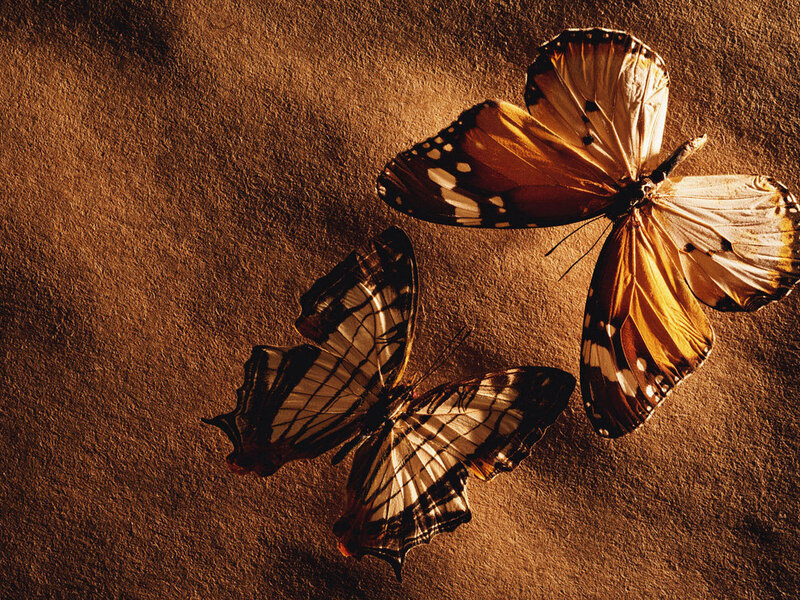 Two Butterflies on Surface