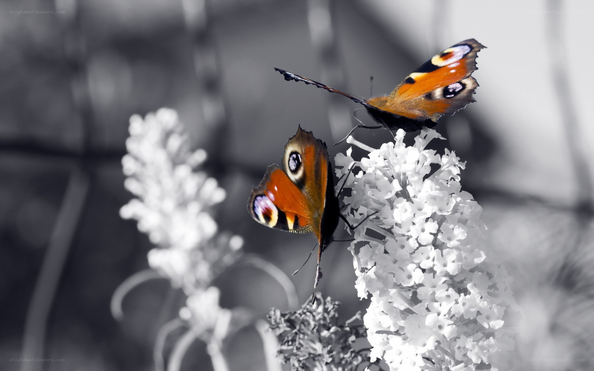 Two butterflies on white flowers