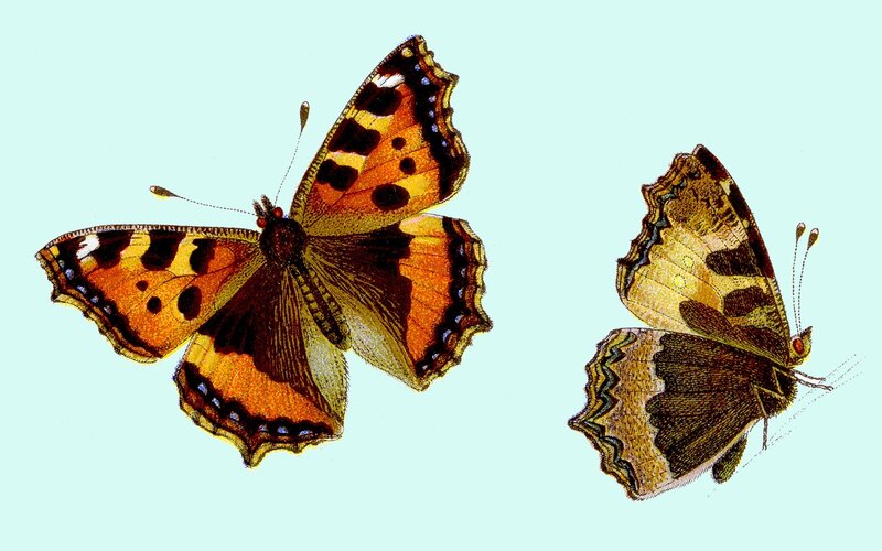 Two Butterflies