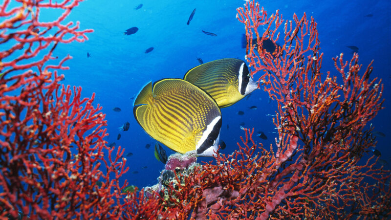 Two Butterfly Fish — Blue, Serene, Photograph, Coral