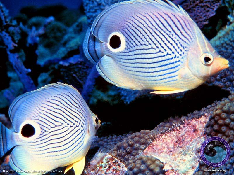 Two Butterfly Fish — Blue, Serene