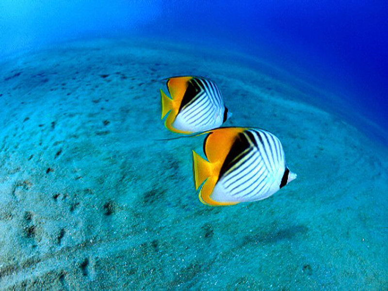Two Butterfly Fish — Blue