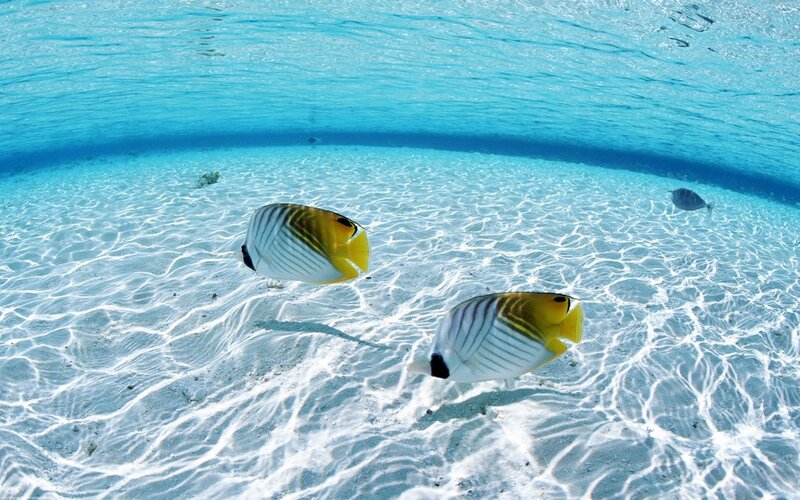 Two butterfly fish in clear blue water