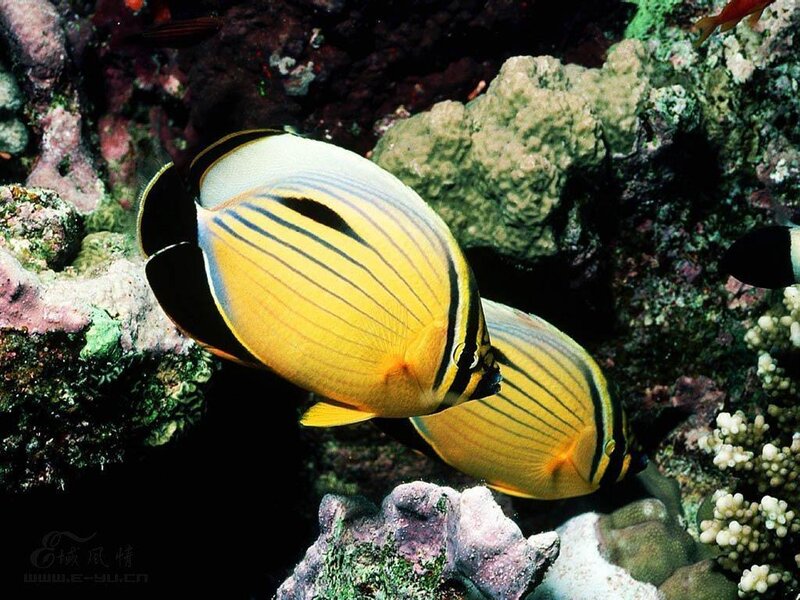 Two butterfly fish in coral reef
