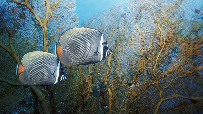 Two butterfly fish near coral