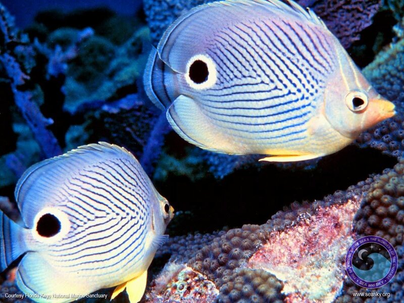 Two butterfly fish on coral reef