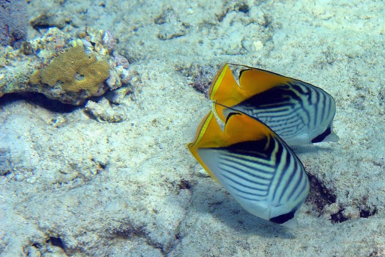 Two butterfly fish on reef