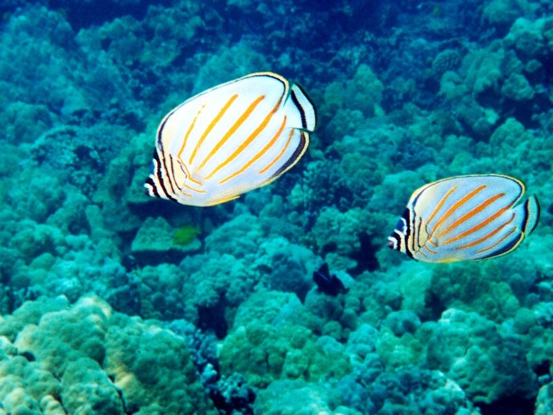 Two Butterfly Fish