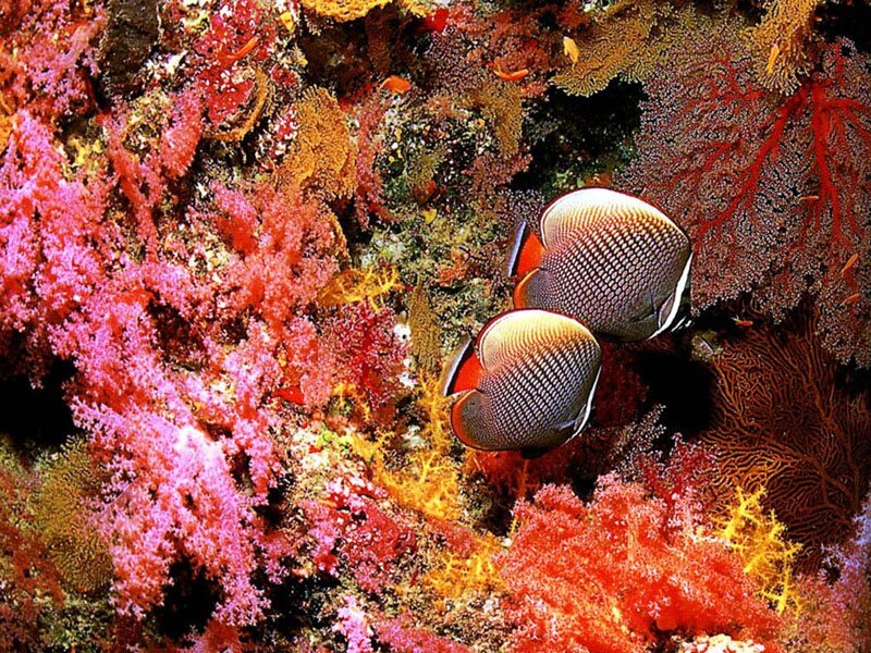 Two Butterflyfish on Coral