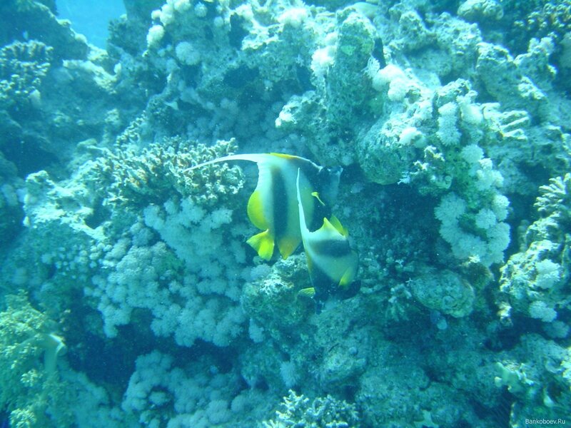 Two Butterflyfish on Reef
