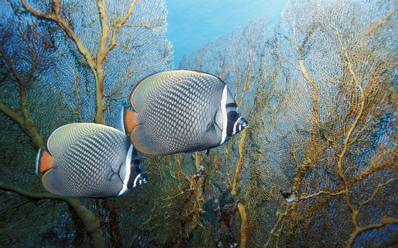 Two Butterflyfish Swimming