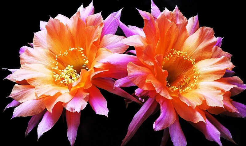 Two Cactus Flowers — Orange