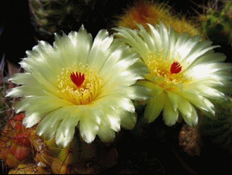 Two Cactus Flowers