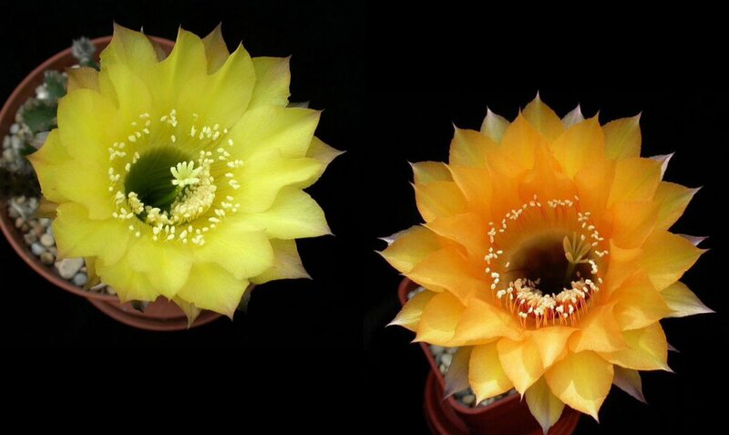 Two Cactus Flowers — Yellow