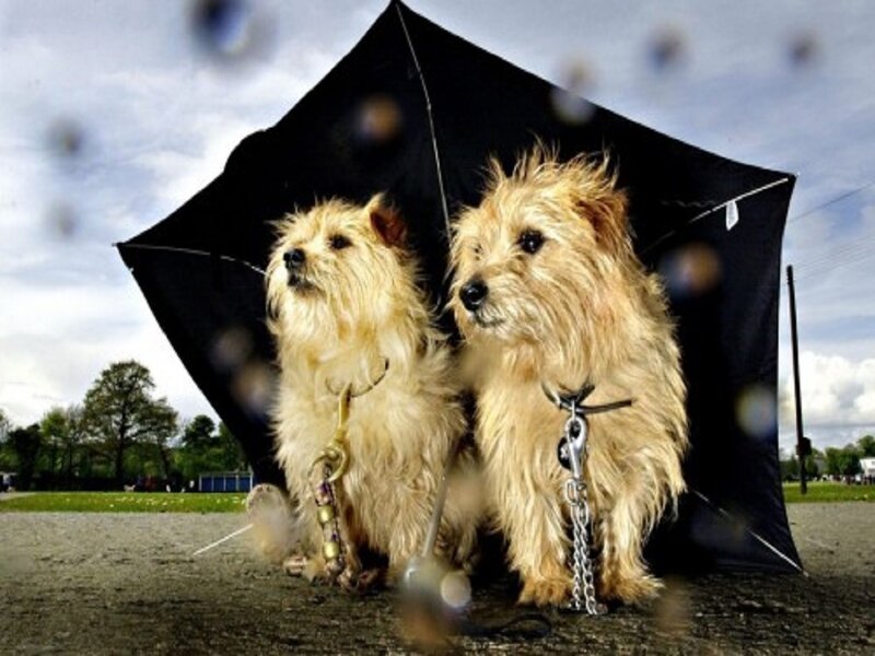 Two Cairn Terrier Dogs