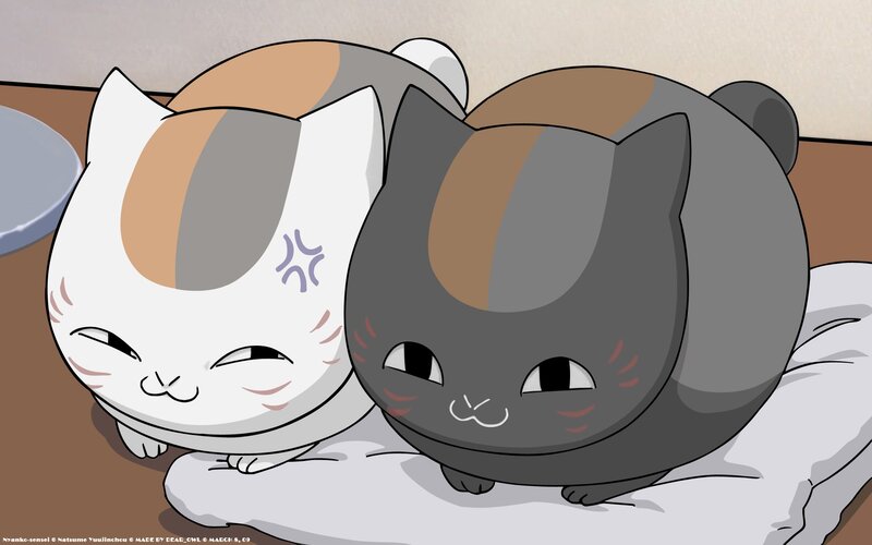 Two Calico Cats — Gray