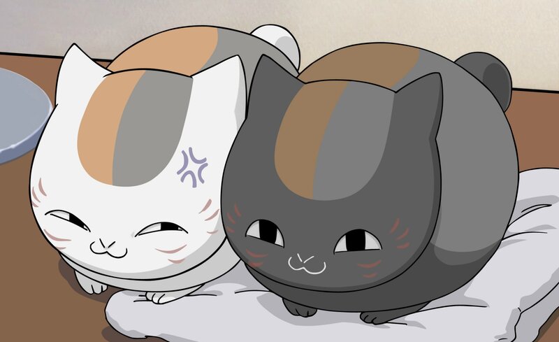 Two Calico Cats