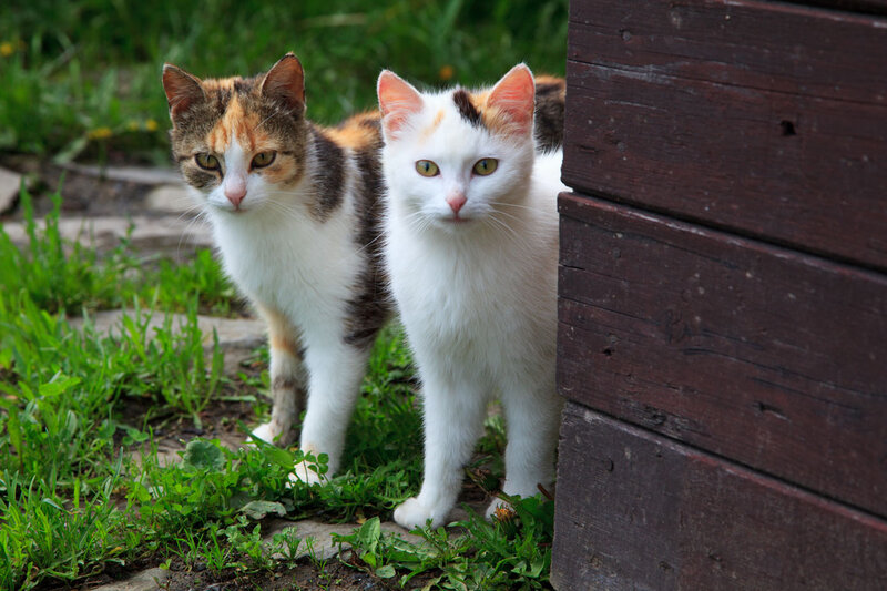 Two Calico Cats — White