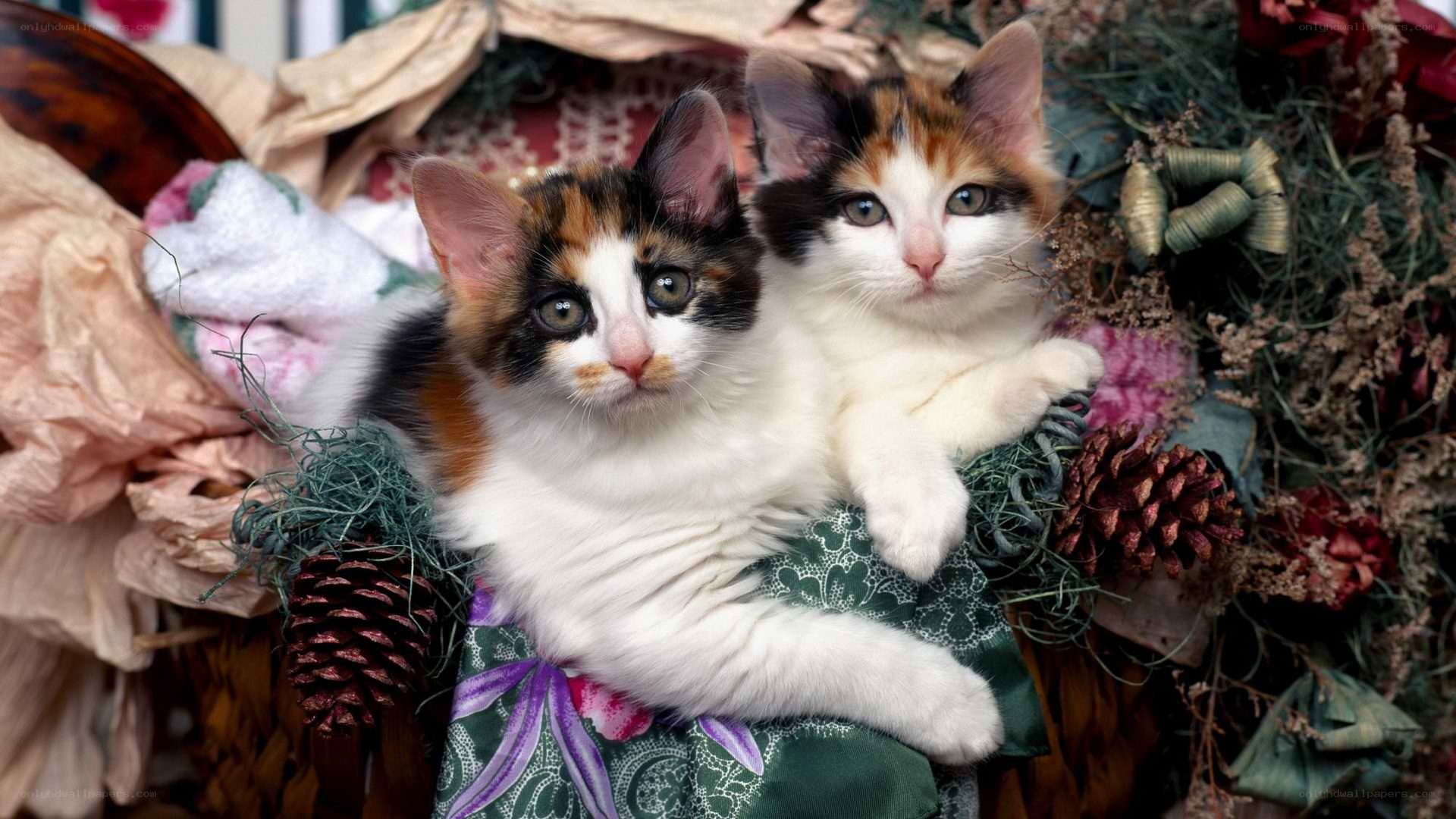 Two calico kittens in a basket