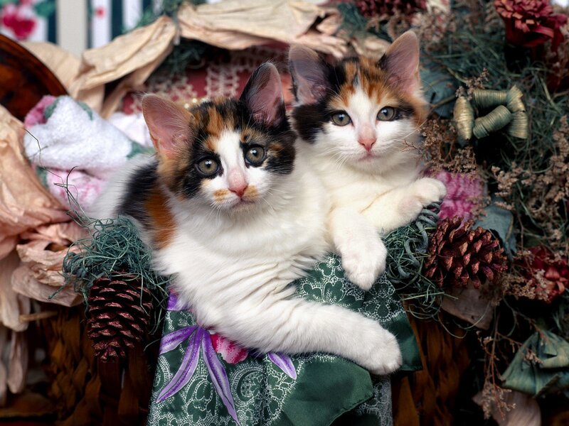 Two calico kittens in a basket