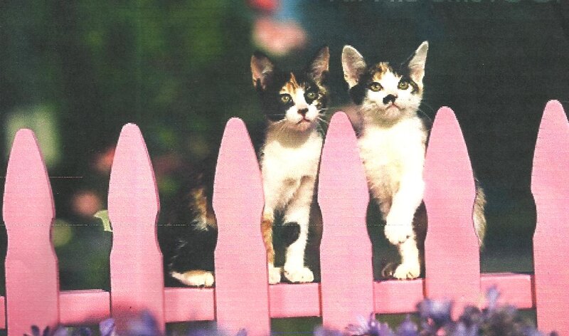 Two Calico Kittens — Pink
