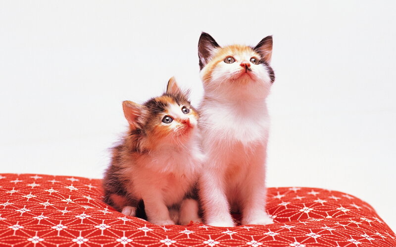 Two Calico Kittens — Red
