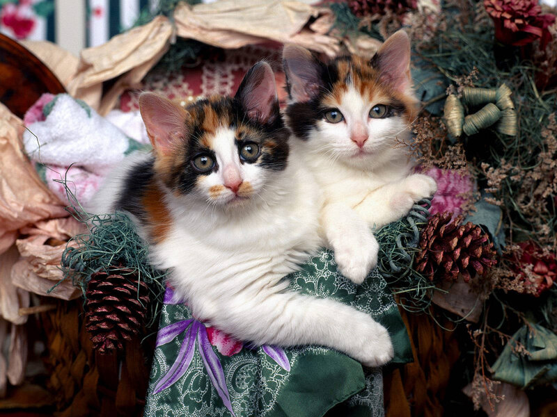 Two Calico Kittens — White, Calm, Photograph, Pinecones
